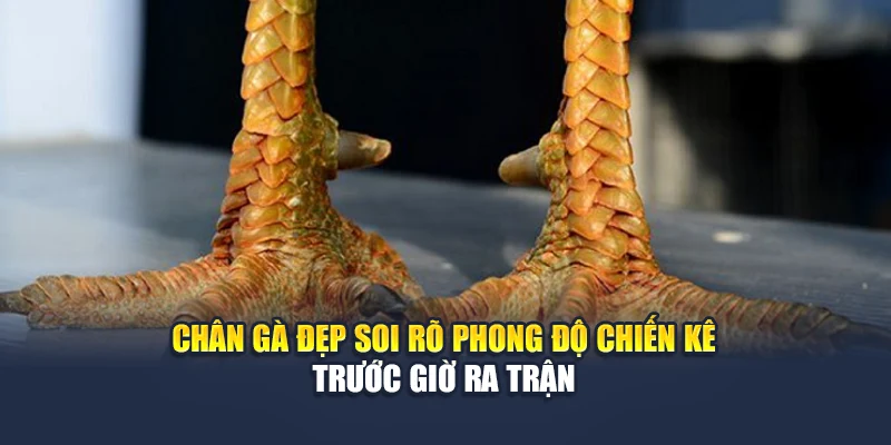 Chân Gà Đẹp Soi Rõ Phong Độ Chiến Kê Trước Giờ Ra Trận 4 Chân Gà Đẹp Soi Rõ Phong Độ Chiến Kê Trước Giờ Ra Trận