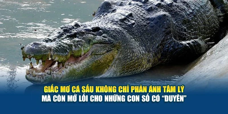 Giấc mơ cá sấu không chỉ phản ánh tâm lý mà còn mở lối cho những con số có “duyên”