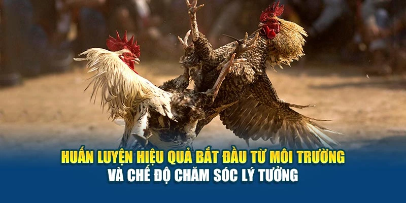 Huấn luyện hiệu quả bắt đầu từ môi trường và chế độ chăm sóc lý tưởng