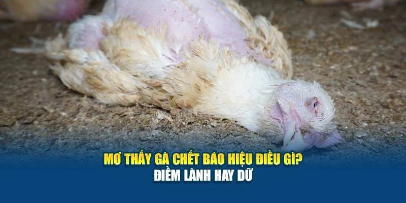 Mơ Thấy Gà Chết Báo Hiệu Điều Gì? Điềm Lành Hay Dữ